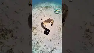 Crab Steals Diver's Camera