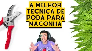 TÉCNICAS de PODA e DESFOLHAÇÃO de CANNABIS (análise de artigo)