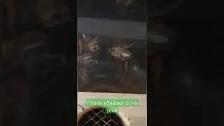 Пчелы убивают осу, которая залезла в улей 
