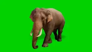 Real Elephant Green Screen