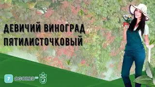 Девичий виноград пятилисточковый