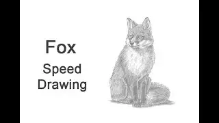 Fox (Sitting) Time-lapse / Speed Drawing