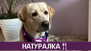Лабрадор на натуральном кормлении, подбираем правильный рацион