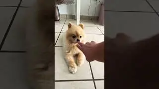 Pomeranian love