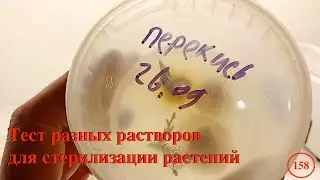 [158] Сравнительный тест 6 различных растворов для стерилизации растений, смотрим результаты