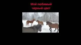 Рабочие, детские лошадки.