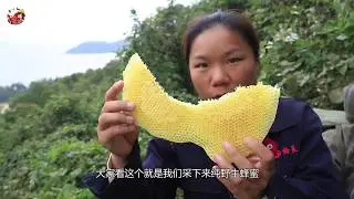 Xiaoyu and friends climbed the mountain for 3 hours to find the wild beehive