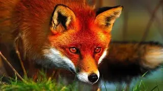 Интересные факты о лисицах(Interesting facts about foxes).
