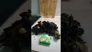 Готовим древесные грибы Муэр.
