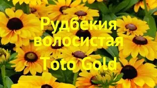 Рудбекия волосистая Тото Голд. Краткий обзор, описание характеристик rudbeckia hirta Toto Gold
