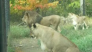 Lions at Binder Park Zoo