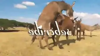 eşek çiftleşmesi böylesi yok