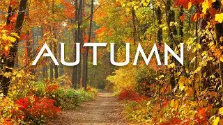 Enchanting Autumn Forests with Beautiful Piano Music🍁Autumn Ambience & Fall Foliage