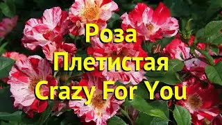 Роза плетистая Крейзи Фо Ю. Краткий обзор, описание характеристик rosa Crazy For You