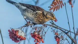 A fieldfare is protector of small birds from predators / Nest life of a fieldfare