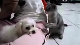 1354 cute kitten and puppy dog 2012747012