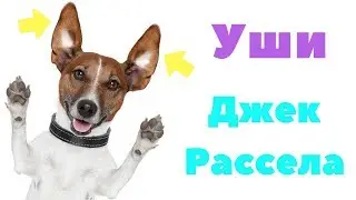 У ДЖЕК РАССЕЛА ВСТАЛИ УШИ | КАК КЛЕИТЬ УШИ ДЖЕК РАССЕЛ ТЕРЬЕРУ