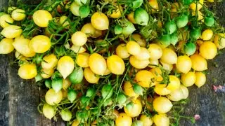 Супер томат-сумасшедшие вишни Барри.Часть 1.