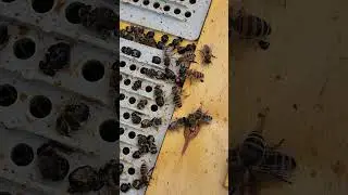 Пчелиная драма 