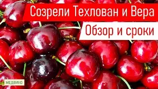 Черешни Техлован и Вера: обзор и сроки