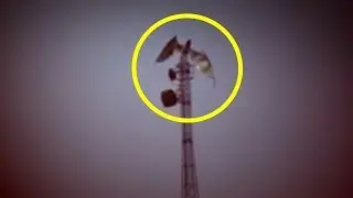5 ДРАКОНОВ, КОТОРЫХ УДАЛОСЬ СНЯТЬ НА ВИДЕО!!!