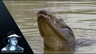 American Alligator Mating Season 01 Footage