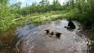 Медвежата в любимой луже.