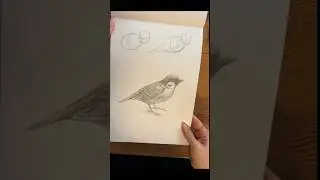 Правильно рисуем воробья