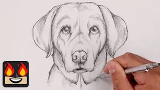 How To Draw a Dog | Yellow Lab