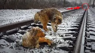 The dog lay down under the train for the sake of his girlfriend, who was stuck on the tracks..
