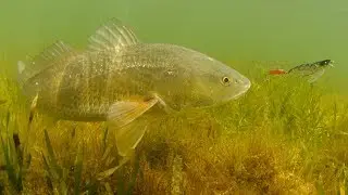 How To Find The Best Redfish Spots (Without Wasting Any Time On The Water)