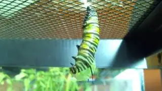 Monarch Caterpillar Pupation