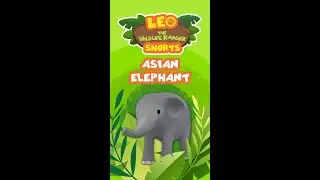 Asian Elephant | Leo the Wildlife Ranger | 