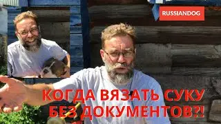 Когда и как вязать собак БЕЗ ДОКУМЕНТОВ?!