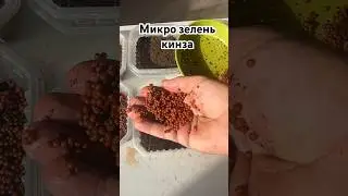 Микрозелень Кинза