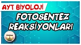AYT Biyoloji | Fotosentez Reaksiyonları (ışığa bağımlı evre) 