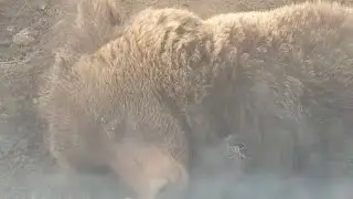 🐻🌲 Гости из леса. Андра. 20 мая 2021. мкр.Спортивный 🐻🌲