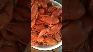 Мертвые красные раки.