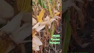 P9255 Pioneer Corteva Demo field П9255 Піонер Кортева Hungary #corn #corteva #pioneer#syngenta