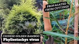 Bamboo Growth: Chinese Golden Yellow Bamboo (PHYLLOSTACHY VIVAX) - privacy screen, root barrier