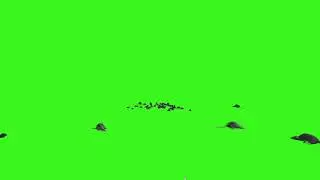 Royalty Free Animated Rat Swarm in 3D on Green Screen
