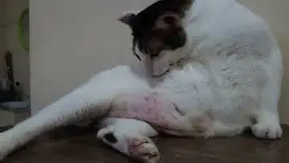 Funny and cute moments of cat loving family #7 Ringo