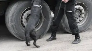 Поиск наркотиков в грузовом автомобиле