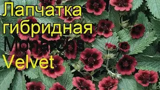 Лапчатка гибридная Монарх Велвет. Краткий обзор, описание характеристик, где купить саженцы