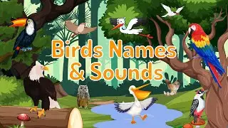 Birds Names and Sounds - Learn Bird Names with Pictures | For Kids & Toddlers Learning | Preschool