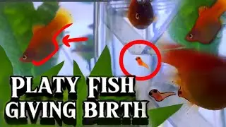 Platy Fish Giving Birth Aquarium / Livebearer In Labour Pregnant