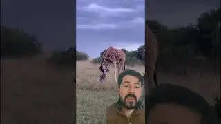 como uma GIRAFA aprende a andar na hora que nasce