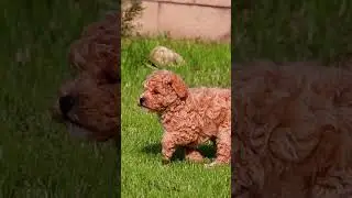 Poodle: Best friend with curly hair 😍 