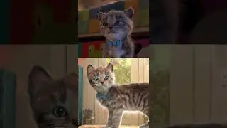 ADVENTURE OF A LITTLE KITTEN cartoon about Educational kittens