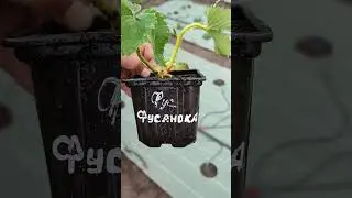 Посадка сорта клубники 
